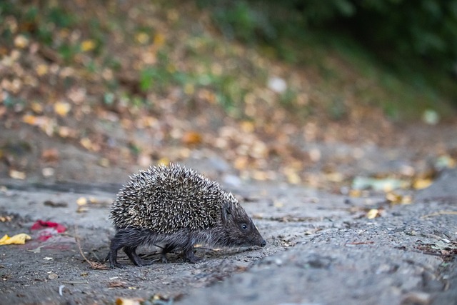 任导致了许 任导致了许