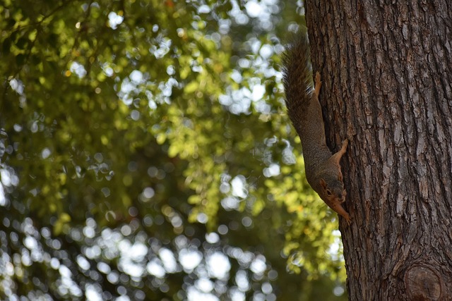 巴塞罗那俱 巴塞罗那俱